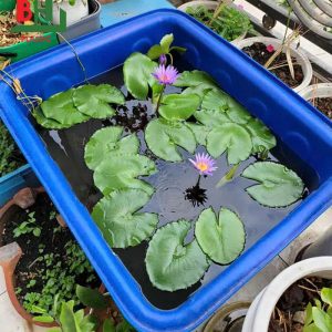 Bán thùng nhựa chữ nhật 500 lít giá rẻ