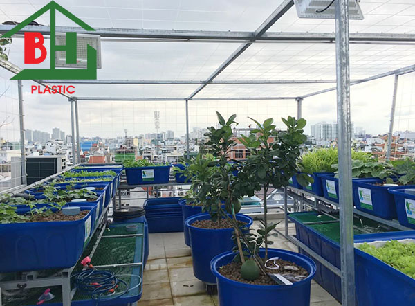 Thùng nhựa nuôi cá giá rẻ - Giải pháp nuôi trồng mới hiệu quả