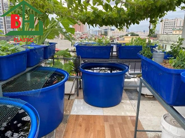 Thùng nhựa nuôi cá giá rẻ - Giải pháp nuôi trồng mới hiệu quả